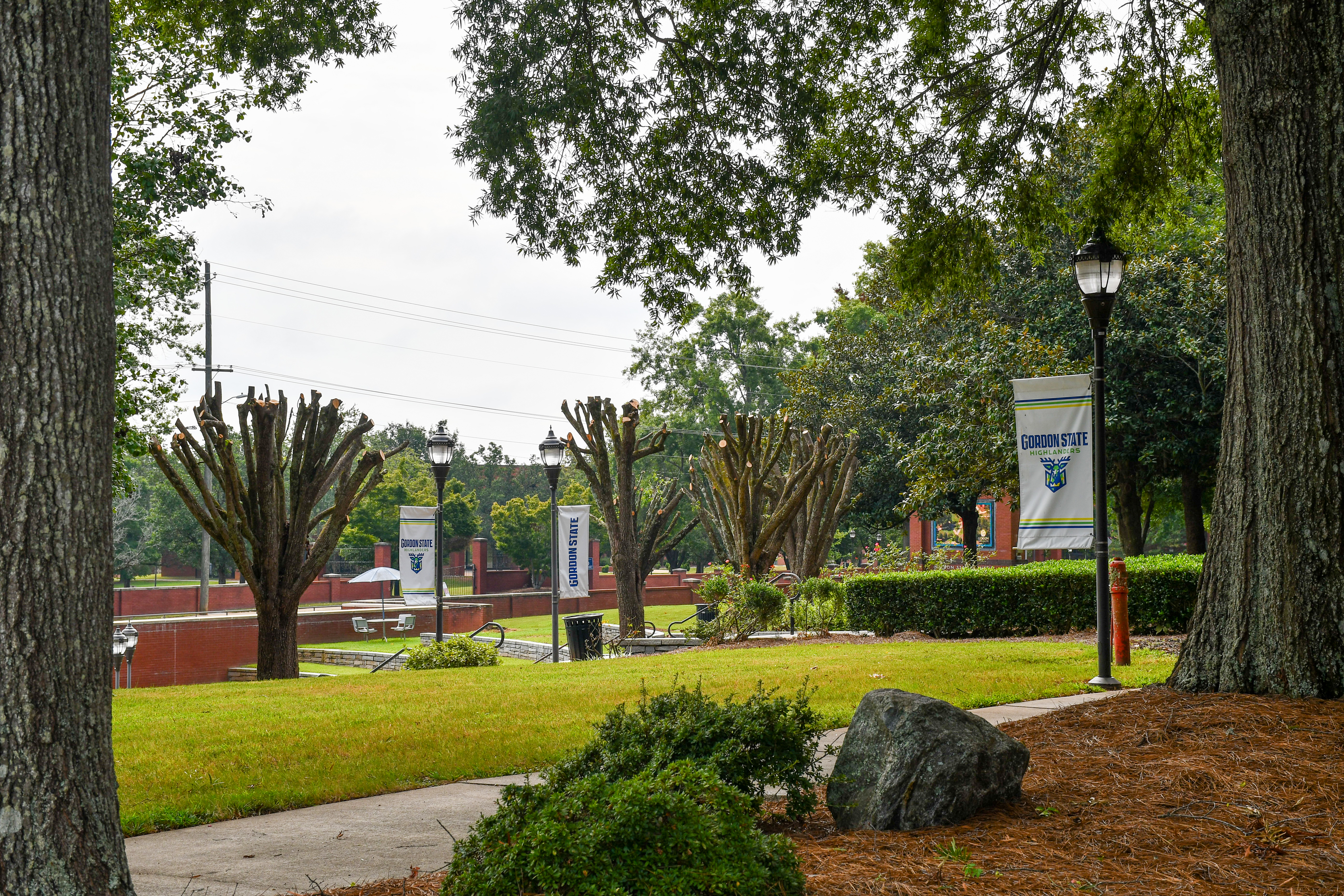 Trees surrounding the GSC amphitheater undergo pruning as part of ongoing campus landscape maintenance efforts.